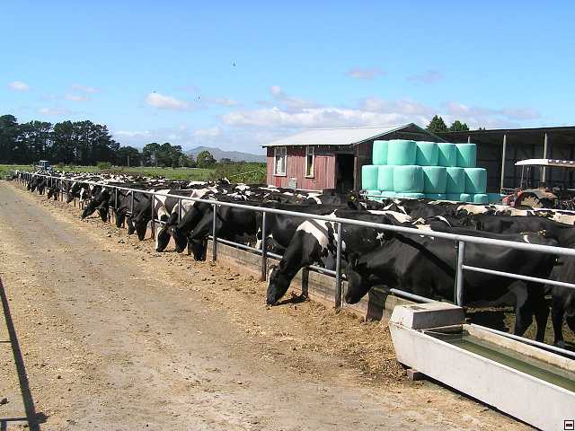 NZ leden-unor 2006 099.jpg